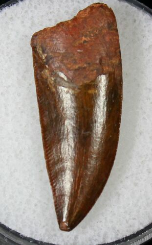 Very Large Raptor Tooth From Morocco - #19179